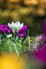 Wall Mural - Springtime. Spring flowers in sunlight, outdoor nature. Wild crocus, postcard.