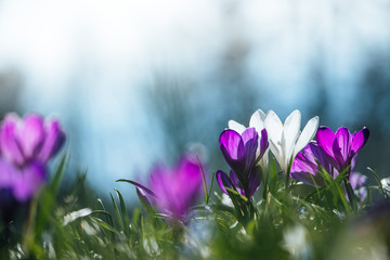 Wall Mural - Springtime. Spring flowers in sunlight, outdoor nature. Wild crocus, postcard.