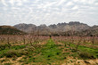 © Elizabeth Lombard - Peach tree blossoms near Rawsonville, Western Cape Province