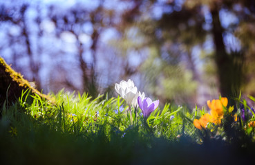 Wall Mural - Springtime. Spring flowers in sunlight, outdoor nature. Wild crocus, postcard.