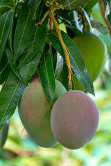 Wall Mural - Tropical mango tree with big ripe mango fruits growing in orchard on Gran Canaria island, Spain. Cultivation of mango fruits on plantation.