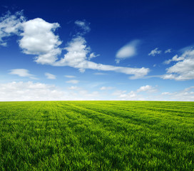 green field and blue sky