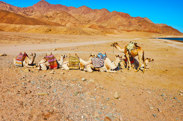 Canvas Print - Camels in Sinai desert, Egypt