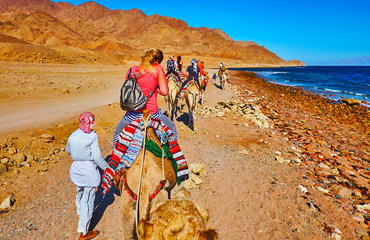 Canvas Print - The tourist camel safari, Sinai, Egypt