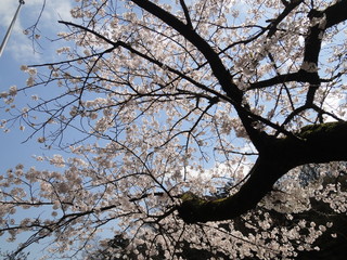 Wall Mural - 箱根の桜