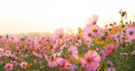 Fototapete - beautiful cosmos flower field