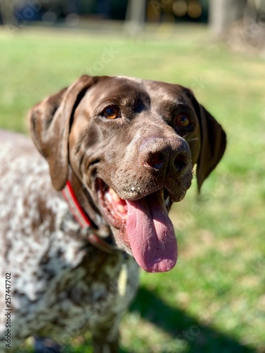 German Shorthair Pointer Gsp Rescue Buy This Stock Photo And