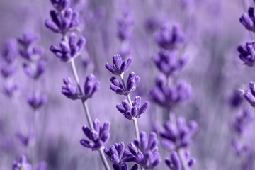 Poster - Lavender flower on the field.