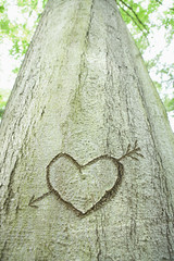 an arrow and heart carved into a tree