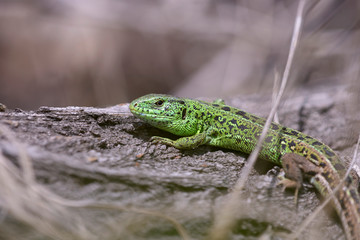 Wall Mural - Early spring: green lizard sitting on a trunk of a tree