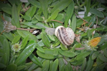 snail on a leaf