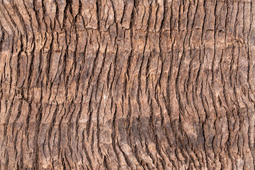 Detail and texture from palm tree