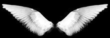 White Wings On A Black