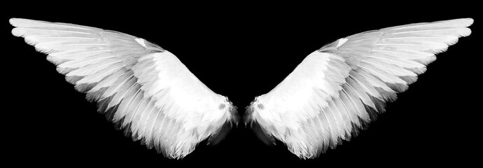 white wings on a black