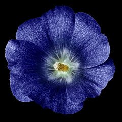 mallow terry  blue flower  isolated black background. For design. Close-up. Nature.