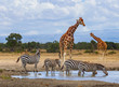Two reticulated giraffe Giraffa camelopardalis reticulata four zebra zebras queue to drink water at waterhole Sweetwaters tented camp Ol Pejeta Conservancy Kenya East Africa