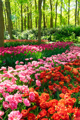 Rows of tulip flowers