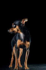 little dog on a black background.