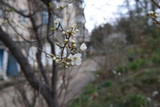Fototapeta Tulipany - blooming apple tree in spring
