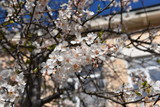 Fototapeta Tulipany - cherry tree blossom