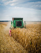 © Cavan Images - Fall wheat harvest