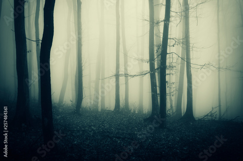 Mysterious Forest Fog Background Buy This Stock Photo And Explore Similar Images At Adobe Stock Adobe Stock