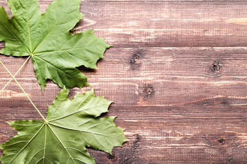 Wall Mural - Green maple leafs on brown wooden table