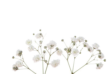  Gypsophila flowers isolated on white background