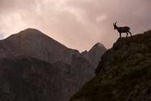 An Encounter With A Mountain Goat (ibex) On A Trail Near The Rifugio Bernini. Hiking The Sentiero Delle Orobie In The Italian Alps.