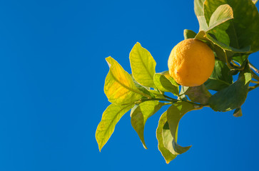 Wall Mural - Lemons on tree during harvest time in Sicily