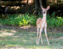 A Little Fawn White Tailed Deer Strolling Around A Field.