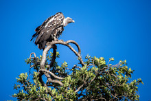 Vulture Perching On Tree, Masai Mara National Reserve, Kenya