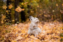 Dog And Cat Autumn Tree Free Stock Photo - Public Domain Pictures