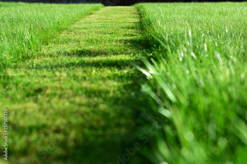 Fotografía  mowing the lawn. A perspective of green grass cut strip