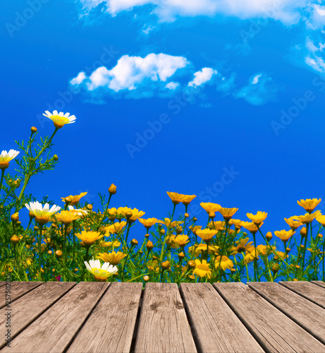 paisaje con un cielo azul y flores amarilas