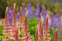 Pink Blooming Lupines, New Zealand