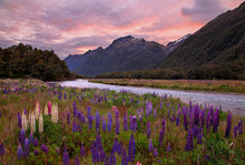 Lupine Growing Beside River At Dusk, New Zealand