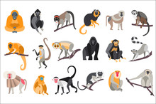 Collection Of Different Breeds Of Monkeys Vector Illustrations On A White Background