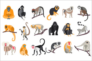 Wall Mural - Collection of different breeds of monkeys vector Illustrations on a white background