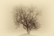 Single leafless tree in a deep fog on a hill ( vintage sepia effect).