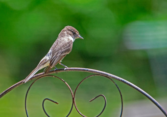 Wall Mural - A Flycatcher Bird perched with a green background.