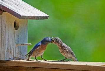 Wall Mural - A male Bluebird still feeds one of his fledglings.