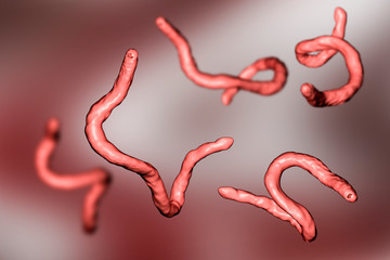 Sticker - Parasitic hookworm Ancylosoma, 3D illustration. Ancylostoma duodenale can infect humans, dogs and cats, its head has several tooth-like structures