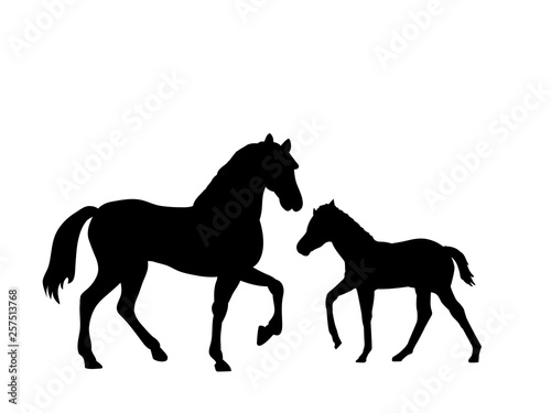 Fotografía Horse and foal farm mammal black silhouette animal