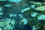 Fototapeta Do akwarium - Cenote Azul Quintana Roo Mexique - Blue Cenote Mexico