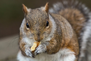 Canvas Print - squirrel