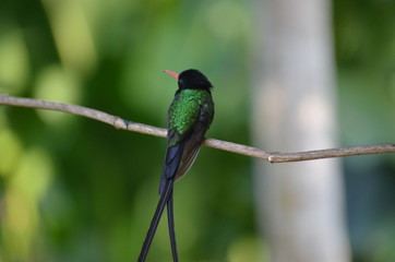 Wall Mural - Red-Billed Streamertail Hummingbird (Trochilus Polytmus) in Jamaica W. I.