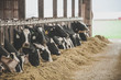 © Cavan Images - Cows feeding at dairy farm, Chilliwack, British Columbia, Canada