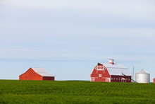 Farm With Red Barns And Field, Palouse, Washington State, USA