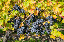 Pinot Noir Grapes On Vine Before Harvest